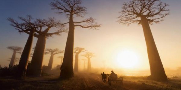 Baobabträd i Afrika.