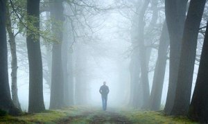 Teorin med skogstestet och psykoanalysen