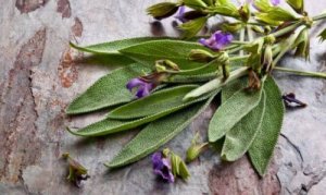 Fördelar med salvia, växten för kvinnor