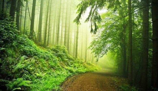 Skogsväg och träd.
