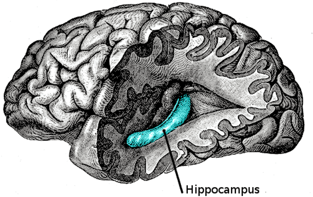 Hippocampus i hjärnan