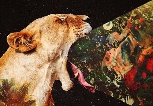 Lejon försöker svälja