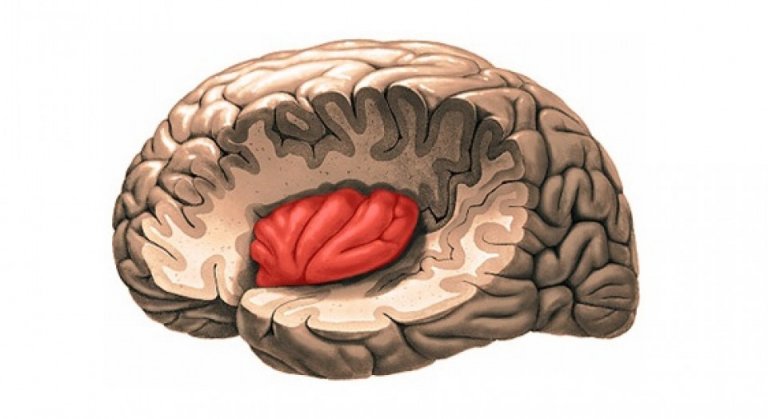 Insulan är en del av hjärnan