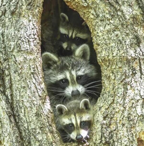 Familj av tvättbjörnar