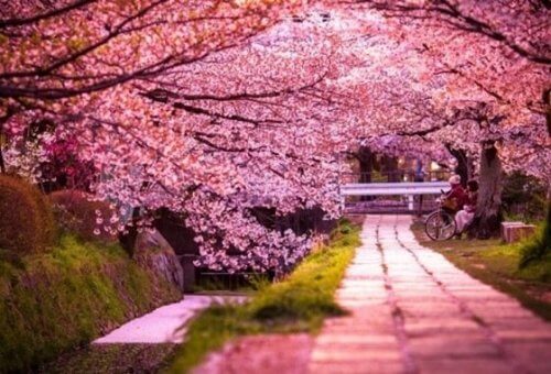Träd med rosa blommor