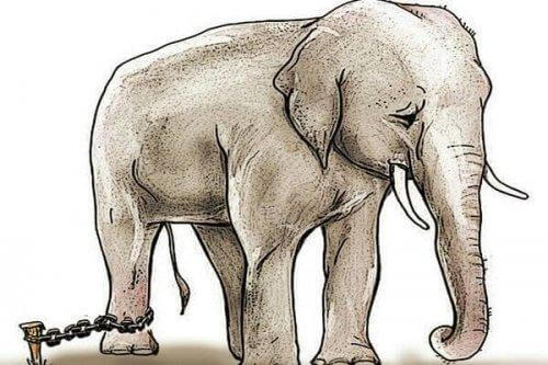 En kedjad elefant