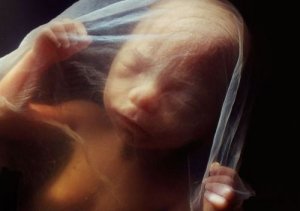 Otto Frank och hans åsikter om födelsetraumat