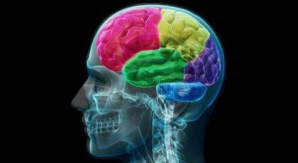 Missbrukarens hjärna: anatomin hos tvång och begär