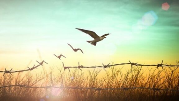 Fåglar som flyger över en äng