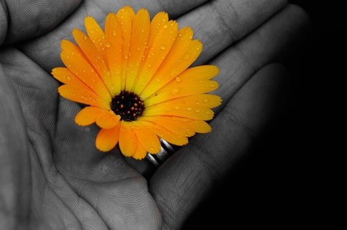 Gul blomma i handen.