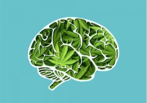 Cannabis långsiktiga effekter på hjärnan