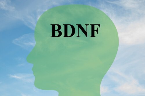 Hur man ökar BDNF, ett viktigt protein för hjärncellerna