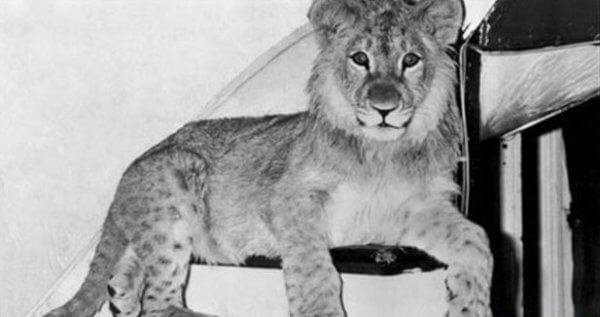Svartvitt foto av Lejonet Christian