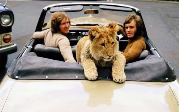 Lejonet Christian i en bil
