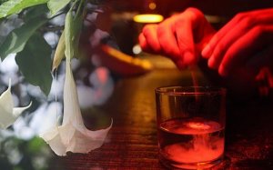 Skopolamin: drogen som kallas för "djävulens andedräkt"