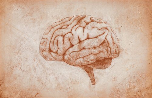 Teckning av hjärna.