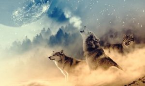 Vargmedicinen enligt urbefolkningen i USA