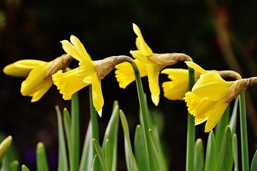 Vackra blommor
