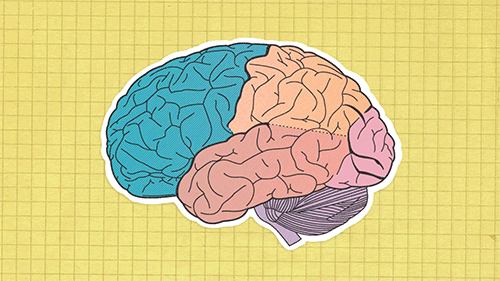 Animerad hjärna som visar våra cerebrala lober