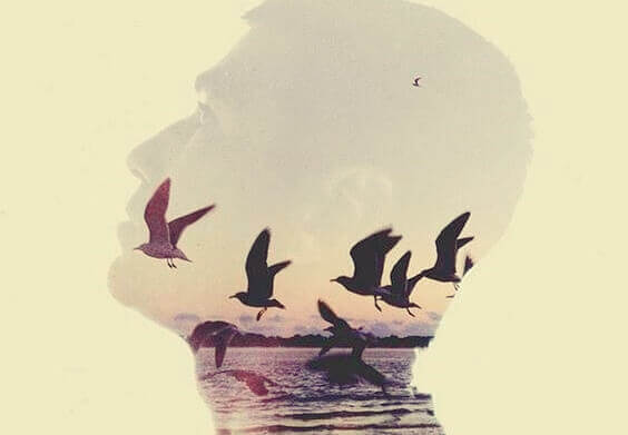 Fiskmåsar vid havet.