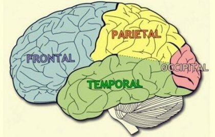 Cerebrala lober: Egenskaper och funktioner