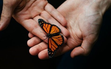 Fjäril i hand