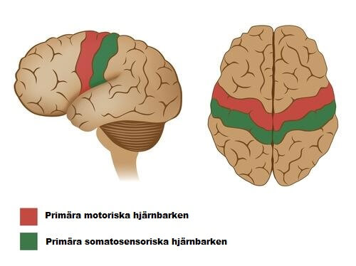 Olika delar av hjärnan