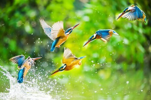 Fåglar i vatten