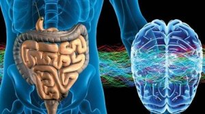 Det enteriska nervsystemet: den andra hjärnan
