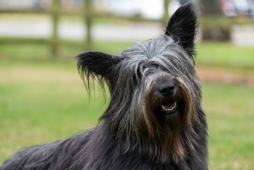 Verkligt inspirerande hundberättelser