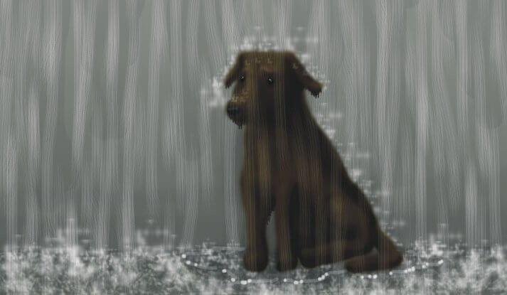 Hund i regnet.