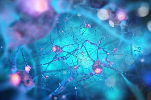 Neuroner i olika färger.