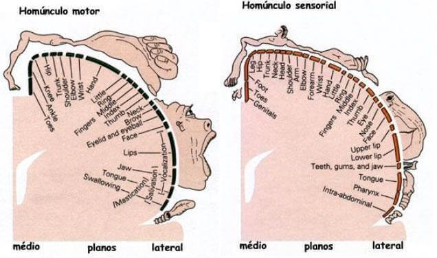 Penfield Homunculus i hjärnan.