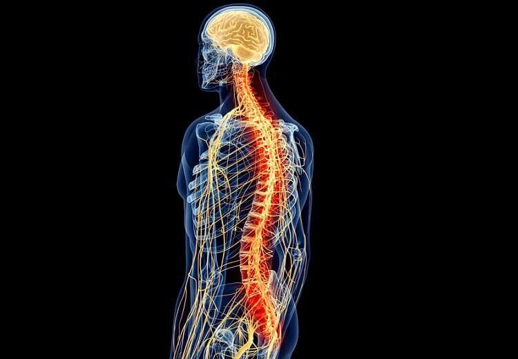 Kroppens nervsystem