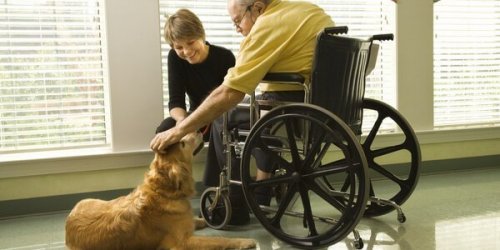 Rullstolsbunden som klappar terapihund