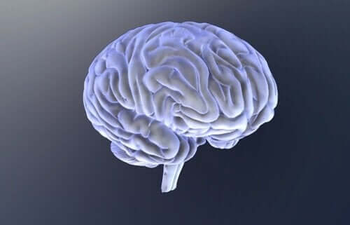 Bild av hjärna.