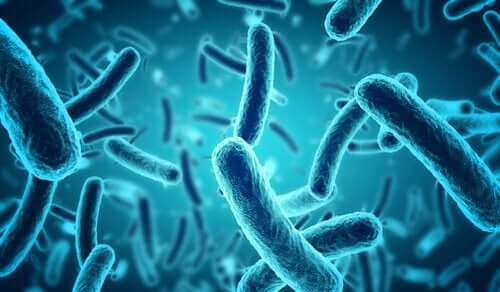 Blå bakterier.