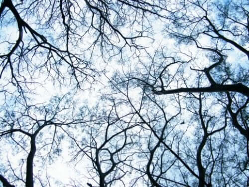 Dendriter: Början på en neurovetenskaplig revolution
