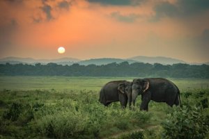 De ledsna elefanterna: en sann berättelse