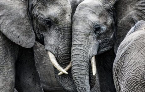 Elefanter är väldigt sociala