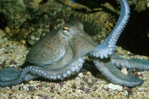 Bläckfiskens intelligens: ett mysterium