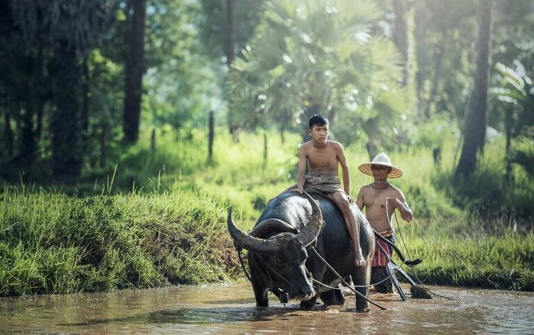 Buffel i asiatisk landsbygd.