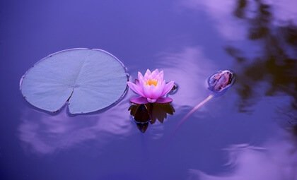 Lotusblomma i vattnet.