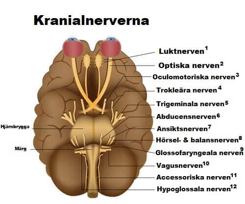 Delar av hjärnan