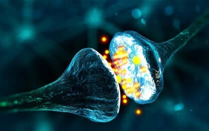 Synapser i hjärnan