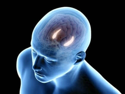 Schematisk bild av hjärnan.