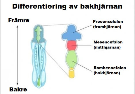Bakhjärnans delar