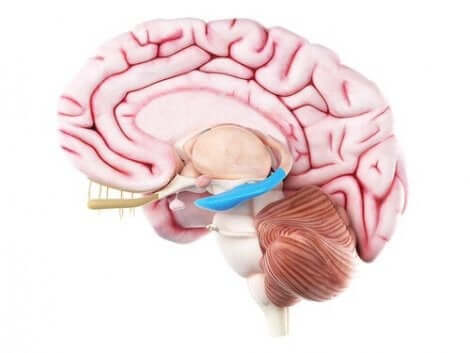 Hippocampala formationen i hjärnan