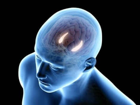 Hippocampus i hjärnan