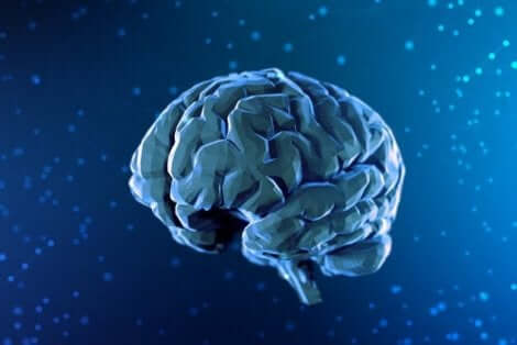 Illustration av hjärnan